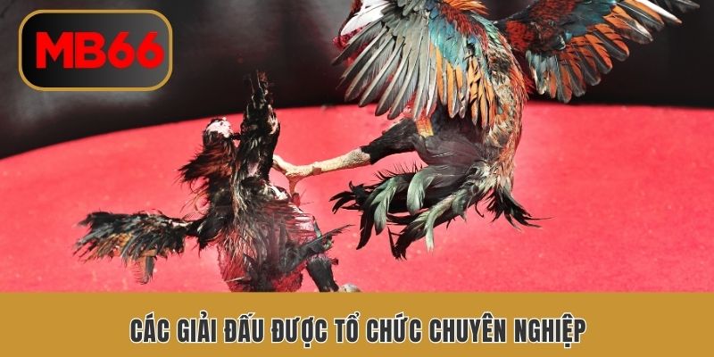 Giải đấu được tổ chức chuyên nghiệp