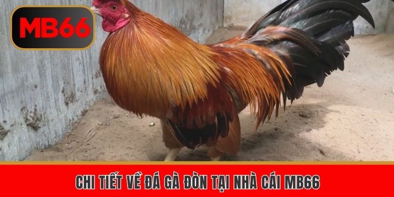 Chi tiết về đá gà đòn tại nhà cái MB66