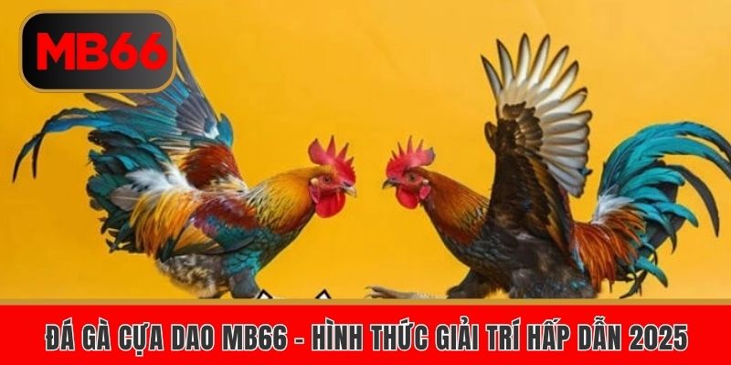 Đá gà cựa dao