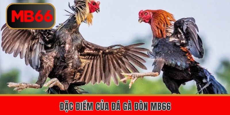 Đặc điểm của đá gà đòn MB66