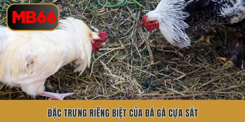 Đặc trưng riêng biệt của đá gà cựa sắt