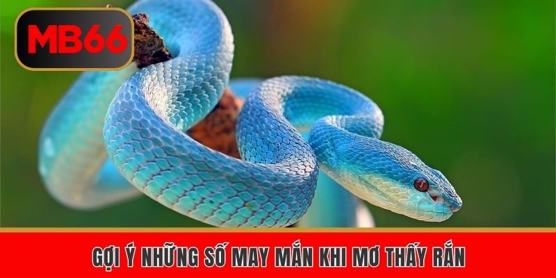 Gợi ý những số may mắn khi mơ thấy rắn