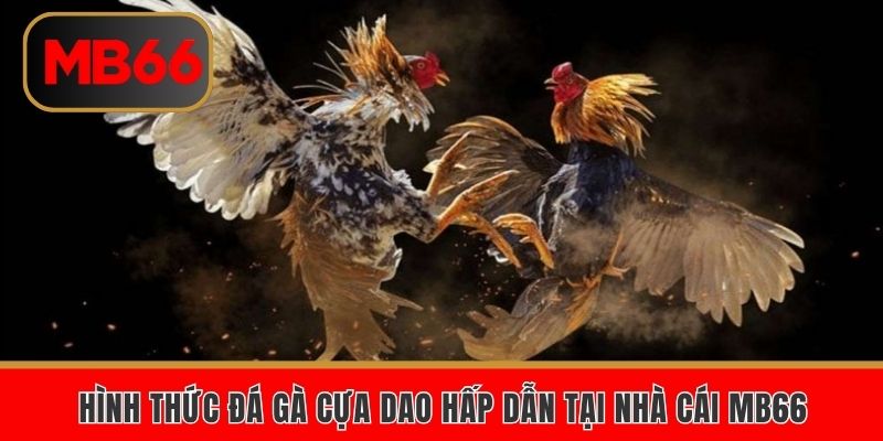 Hình thức đá gà cựa dao hấp dẫn tại nhà cái MB66