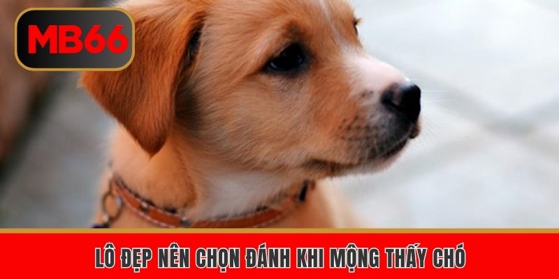Lô đẹp nên chọn đánh khi mộng thấy chó