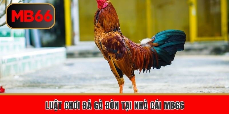 Luật chơi đá gà đòn tại nhà cái MB66