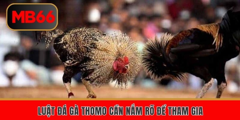 Luật đá gà Thomo cần nắm rõ để tham gia