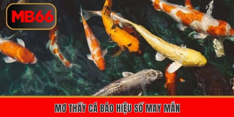 Mơ thấy cá báo hiệu số may mắn