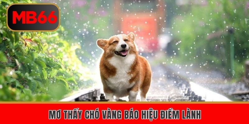 Mơ thấy chó vàng báo hiệu điềm lành