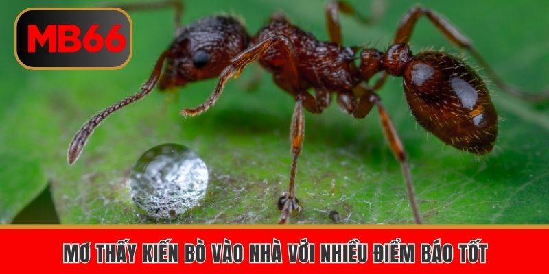 Mơ thấy kiến bò vào nhà với nhiều điềm báo tốt