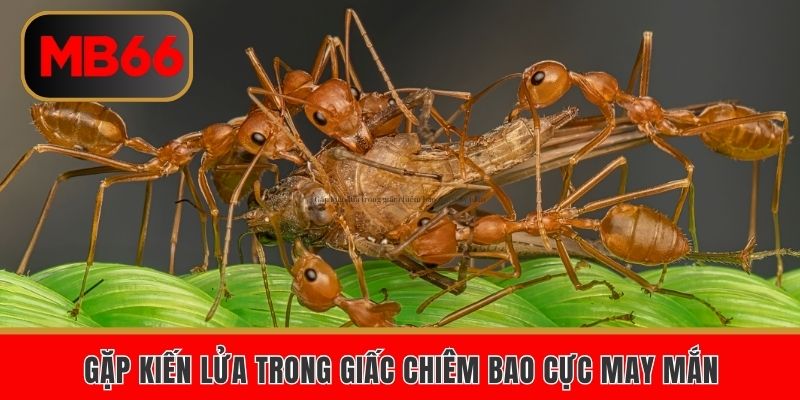 Gặp kiến lửa trong giấc chiêm bao cực may mắn