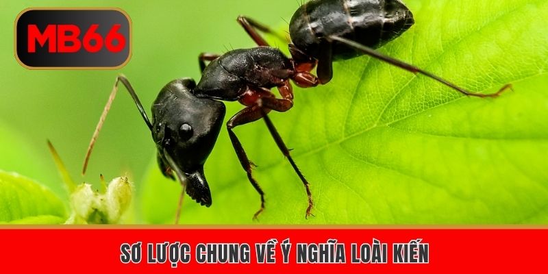 Sơ lược chung về ý nghĩa loài kiến