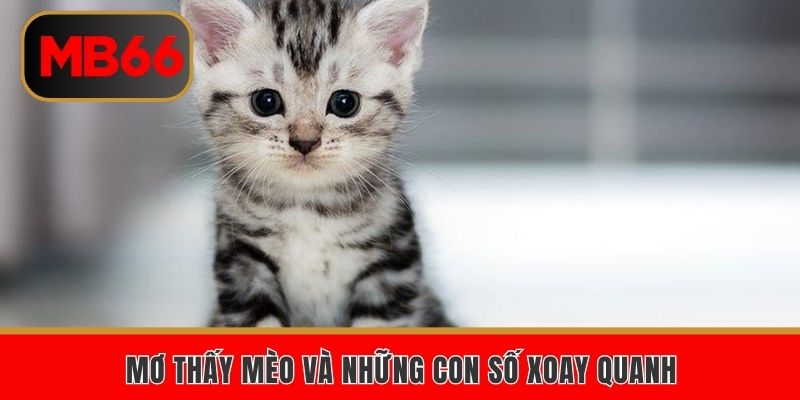 Mơ thấy mèo và những con số xoay quanh