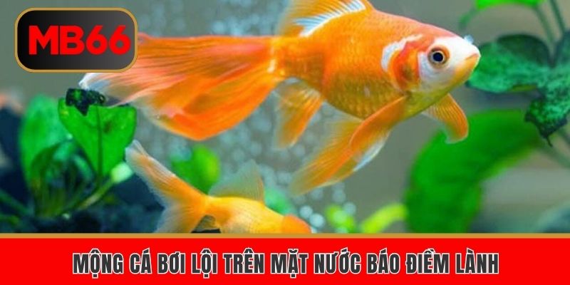 Mộng cá bơi lội trên mặt nước báo điềm lành
