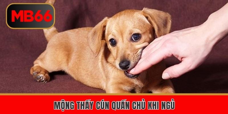 Mộng thấy cún quấn chủ khi ngủ