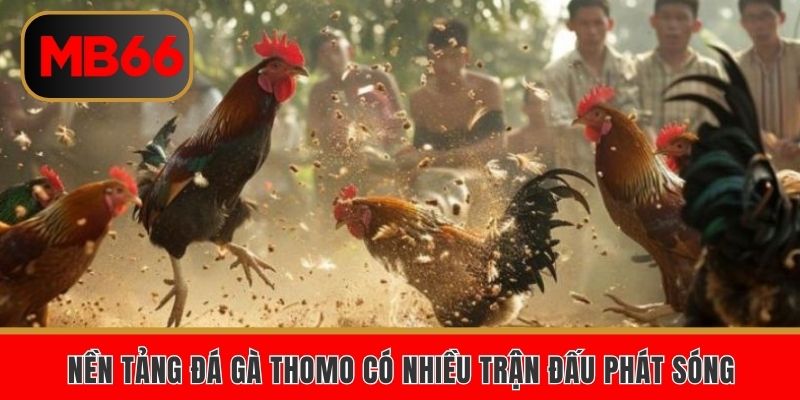 Nền tảng đá gà Thomo có nhiều trận đấu phát sóng