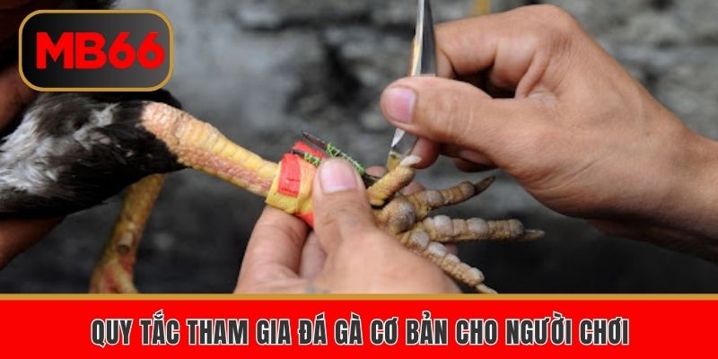 Quy tắc tham gia đá gà cơ bản cho người chơi