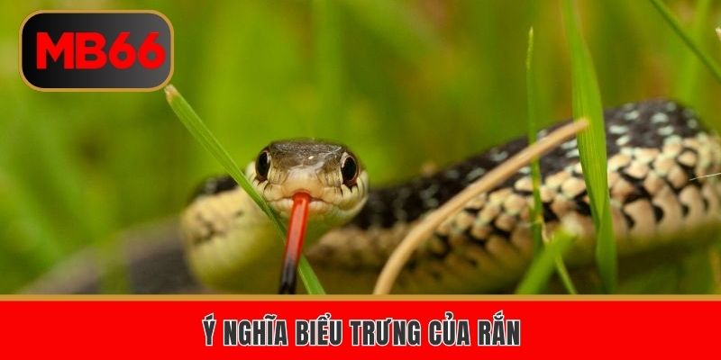 Ý nghĩa biểu trưng của rắn